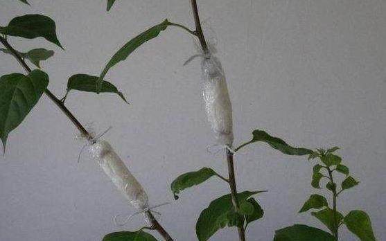 阳台盆栽植 这4种压条繁殖方法 成活率100%