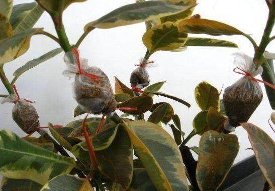 阳台盆栽植 这4种压条繁殖方法 成活率100%