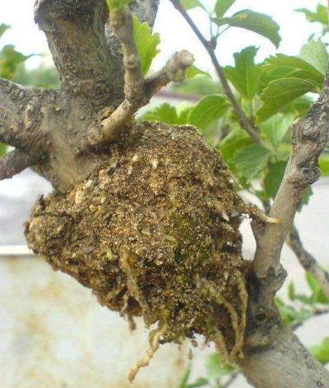 阳台盆栽植 这4种压条繁殖方法 成活率100%