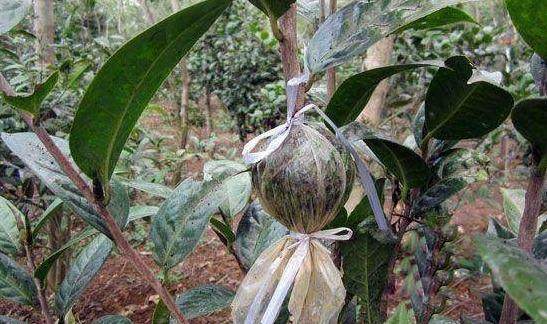 阳台盆栽植 这4种压条繁殖方法 成活率100%