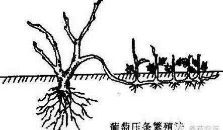 盆景最有效的繁殖的方式还是压条繁殖