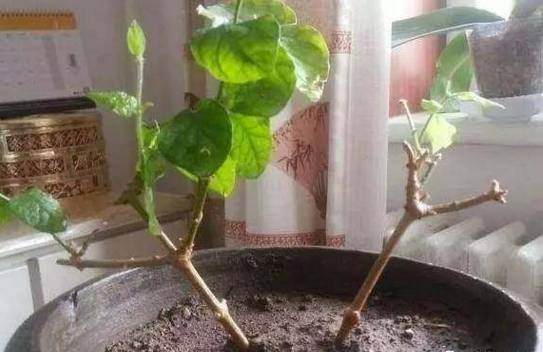 盆景最有效的繁殖的方式还是压条繁殖