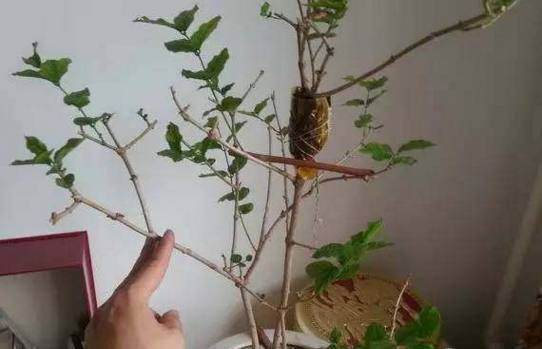 盆景最有效的繁殖的方式还是压条繁殖