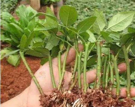 盆景最有效的繁殖的方式还是压条繁殖