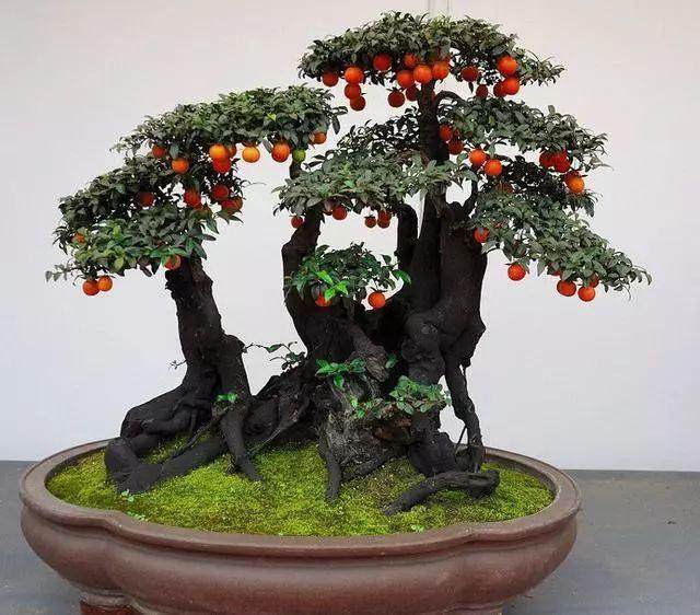 松滋“采花大盗”深夜偷盆景获刑!