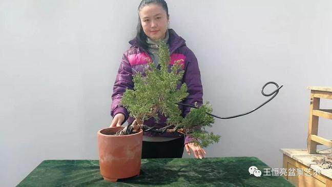 今天 王丽给大家带来一棵真柏盆景的制作过程