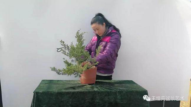 图解 真柏盆景怎么制作的13个过程