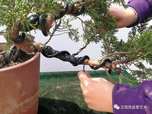 图解 真柏盆景怎么制作的13个过程