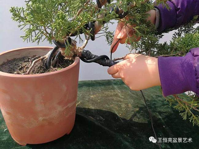 图解 真柏盆景怎么制作的13个过程