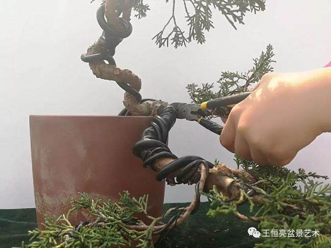 图解 真柏盆景怎么制作的13个过程