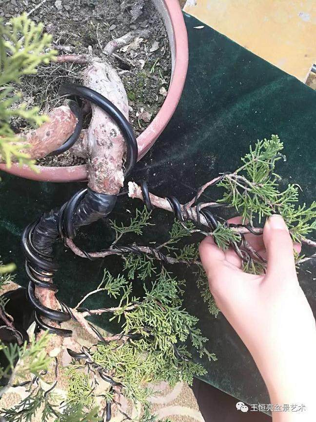 图解 真柏盆景怎么制作的13个过程