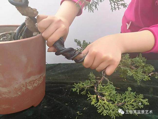 图解 真柏盆景怎么制作的13个过程