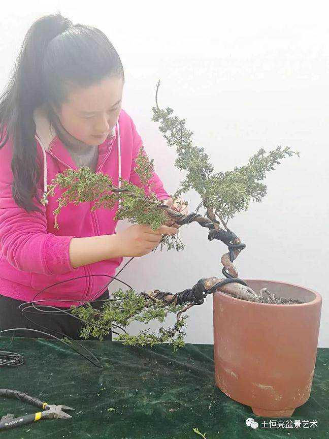 图解 真柏盆景怎么制作的13个过程