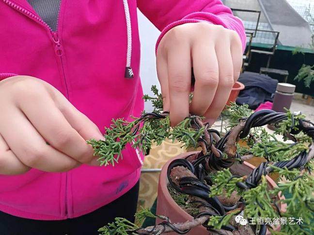 图解 真柏盆景怎么制作的13个过程