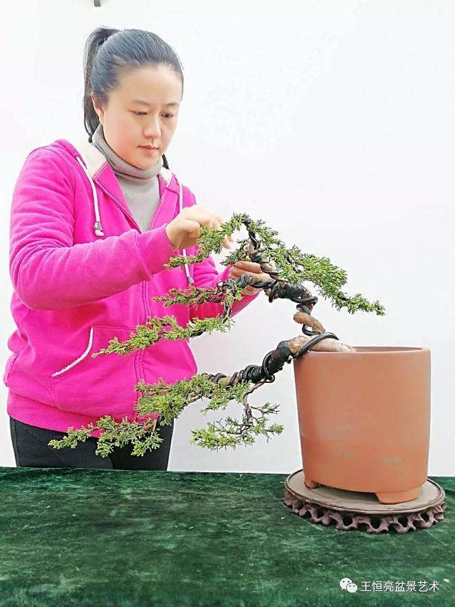 图解 真柏盆景怎么制作的13个过程