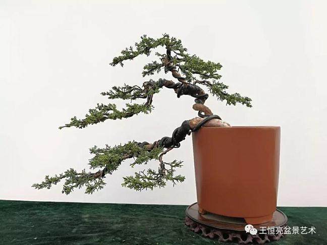 图解 真柏盆景怎么制作的13个过程