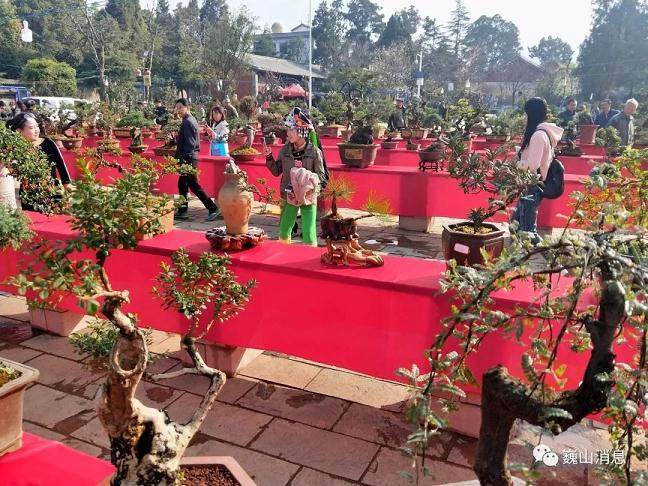 巍山首届盆景艺术展开展 400多盆精品盆景同台比美