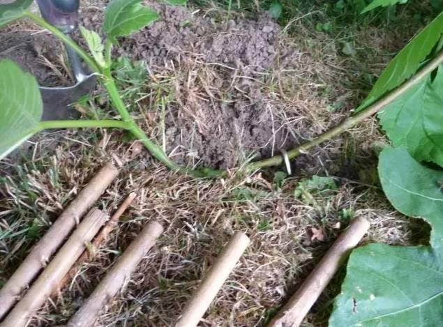 常见的3种压条繁殖技巧 植物移栽每1株都能变成盆栽