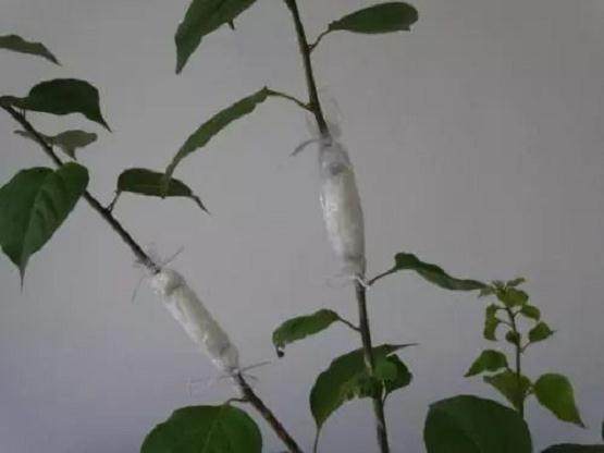 常见的3种压条繁殖技巧 植物移栽每1株都能变成盆栽