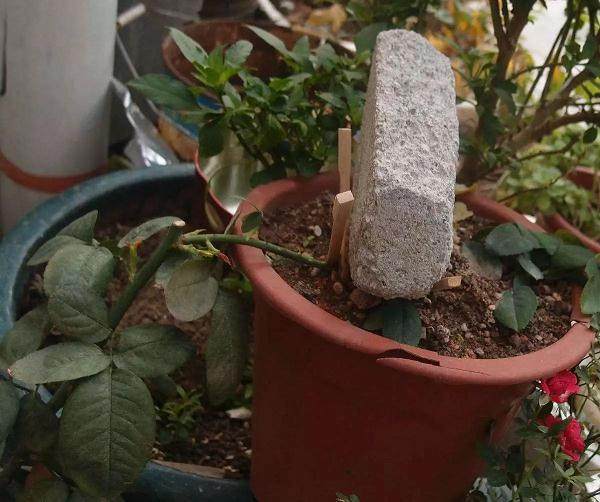 常见的3种压条繁殖技巧 植物移栽每1株都能变成盆栽