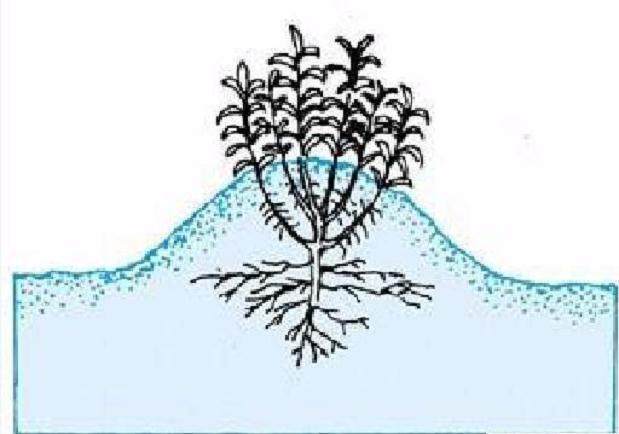 常见的3种压条繁殖技巧 植物移栽每1株都能变成盆栽