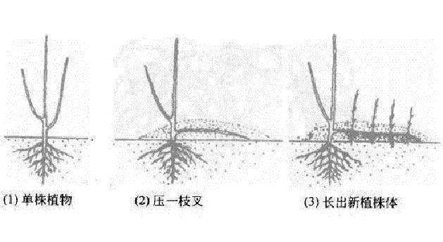 常见的3种压条繁殖技巧 植物移栽每1株都能变成盆栽