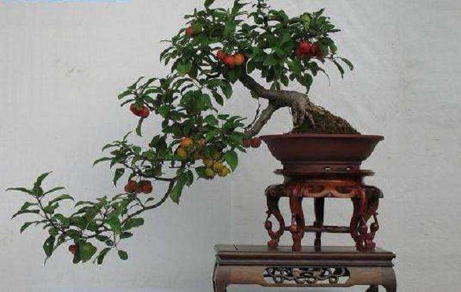 家庭养花中如何运用压条法进行花木繁殖