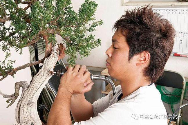 中日韩盆景文化交流活动即将在苏州开幕