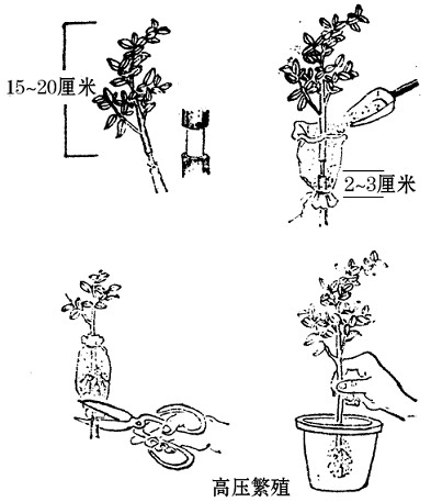 怎样进行压条? 有哪些花卉适合压条繁殖? 怎样进行压条? 有哪些花卉适合压条繁殖?