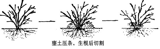 怎样进行压条? 有哪些花卉适合压条繁殖? 怎样进行压条? 有哪些花卉适合压条繁殖?