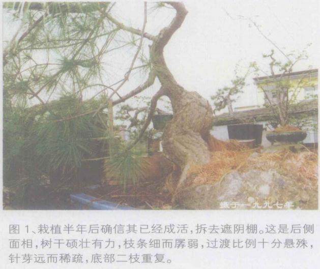 如何将山松桩材变成精美的盆景？