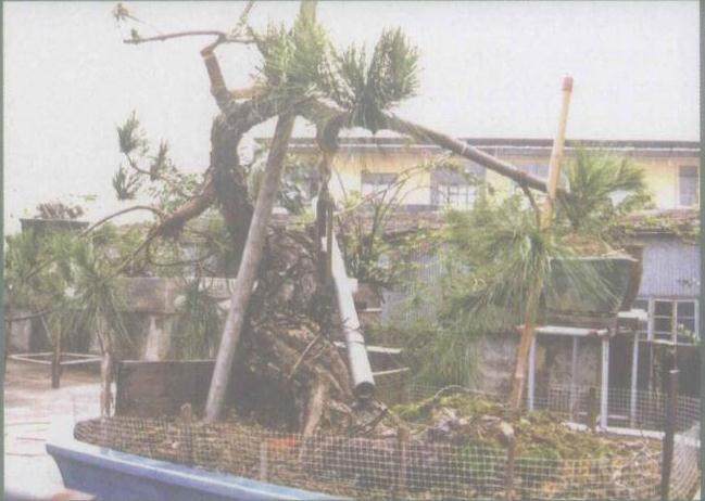 图解 如何将山松桩材盆景发芽成盆景