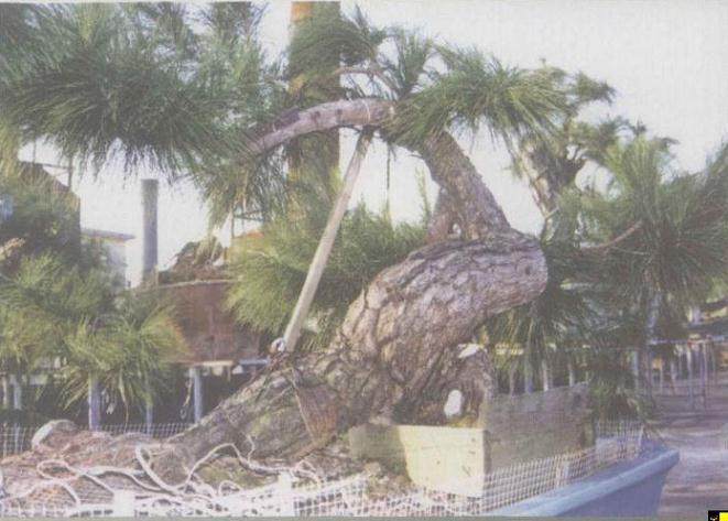 图解 如何将山松桩材盆景发芽成盆景