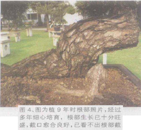 图解 如何将山松桩材盆景发芽成盆景