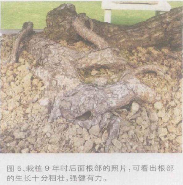 图解 如何将山松桩材盆景发芽成盆景