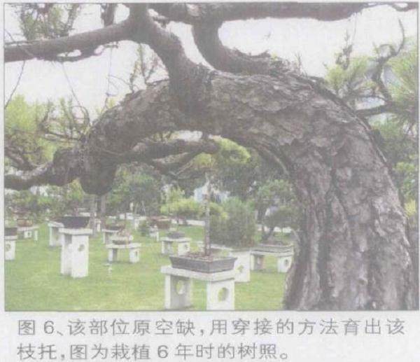 图解 如何将山松桩材盆景发芽成盆景
