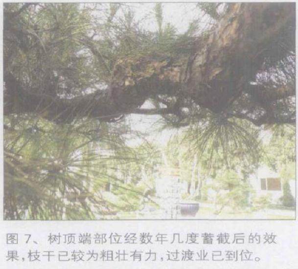 图解 如何将山松桩材盆景发芽成盆景