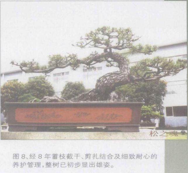 图解 如何将山松桩材盆景发芽成盆景