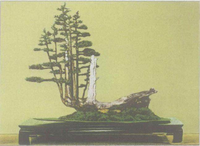 卞海善于在柏树盆景上运用与制作舍利和神枝