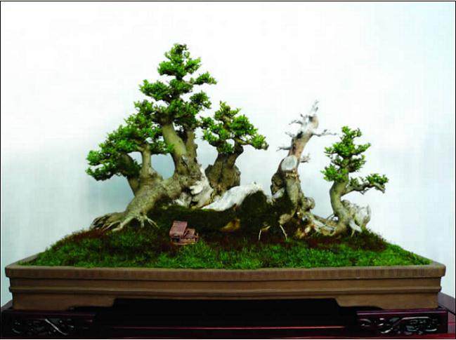 丛林与枯木都没有做成盆景习惯的&ldquo;古&ldquo;&lsquo;老&rdquo;形象