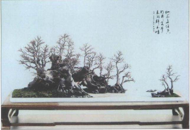 黄就伟盆景艺术于2005年获粤港澳台盆景艺术汇展金奖