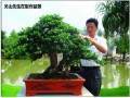 关山盆景园是一家集盆景制作收藏为一体的私家园林