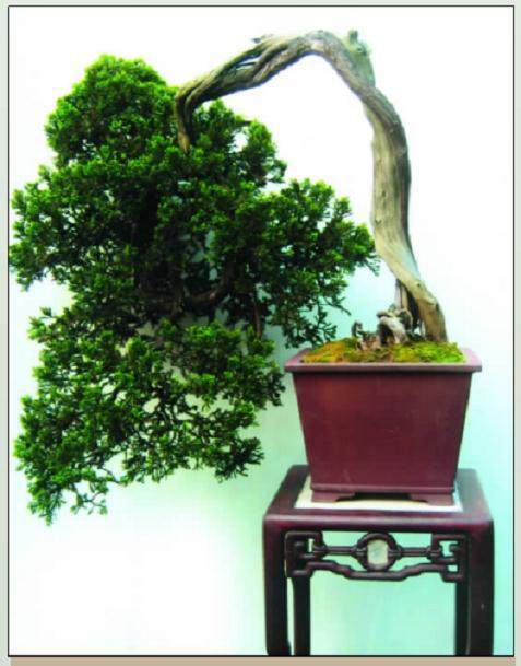 那些将中国盆景推向世界的人！