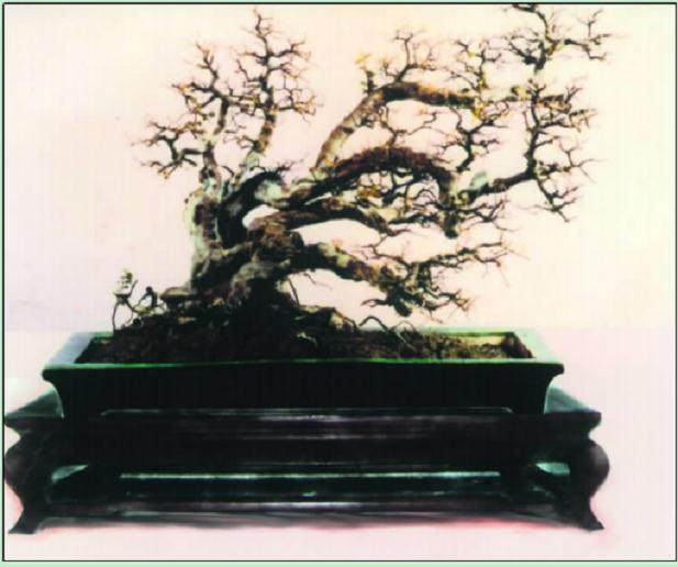 那些将中国盆景推向世界的人！