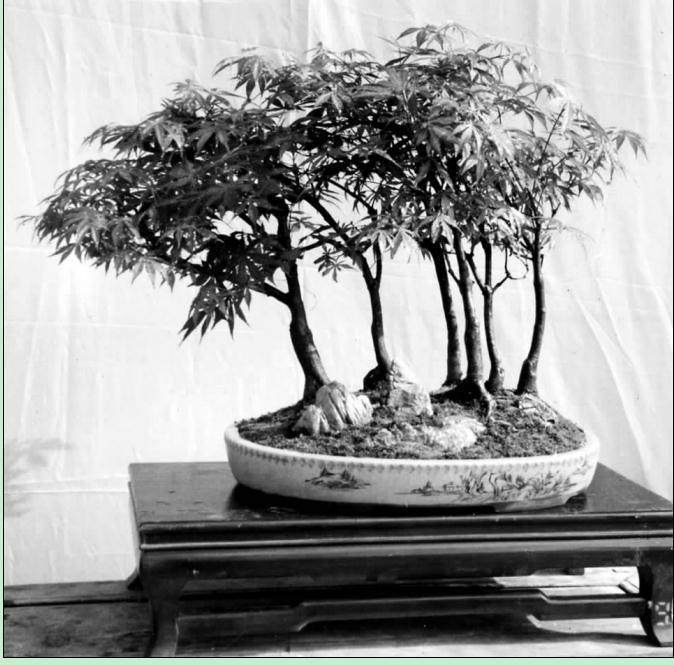 苗木培育盆景便于造型 定植后 前三年内不宜修剪