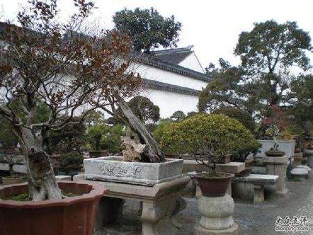 苗木盆景造型过程中的攀扎弯曲方法