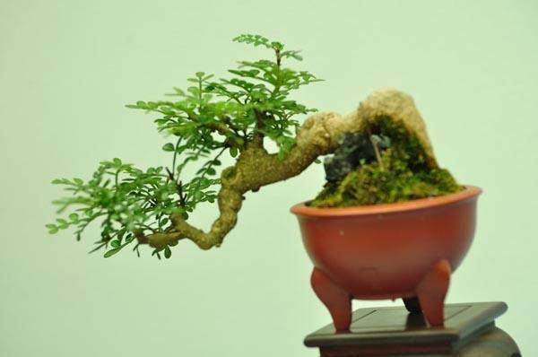 中型盆景的技艺运是否能用到微型盆景制作上来?