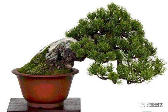 微型盆景的用材、用盆、制作和养护