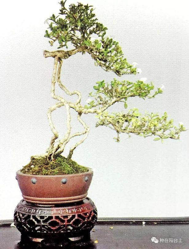 图解 教你怎么制作丛干盆景的方法