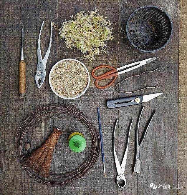 图解 教你怎么制作丛干盆景的方法